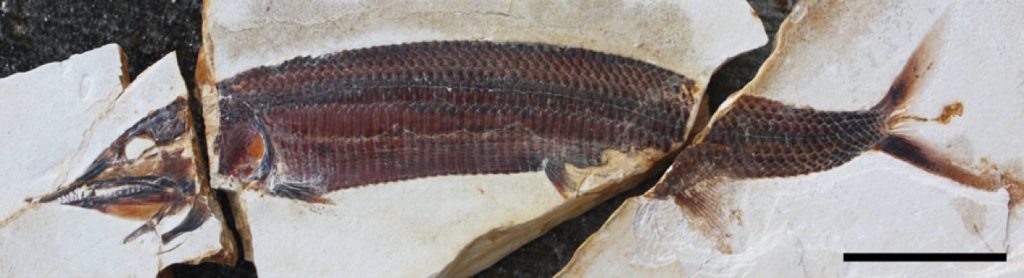 Schnabelfisch Aspidorhynchus sanzenbacheri, Holotypus, Ettling