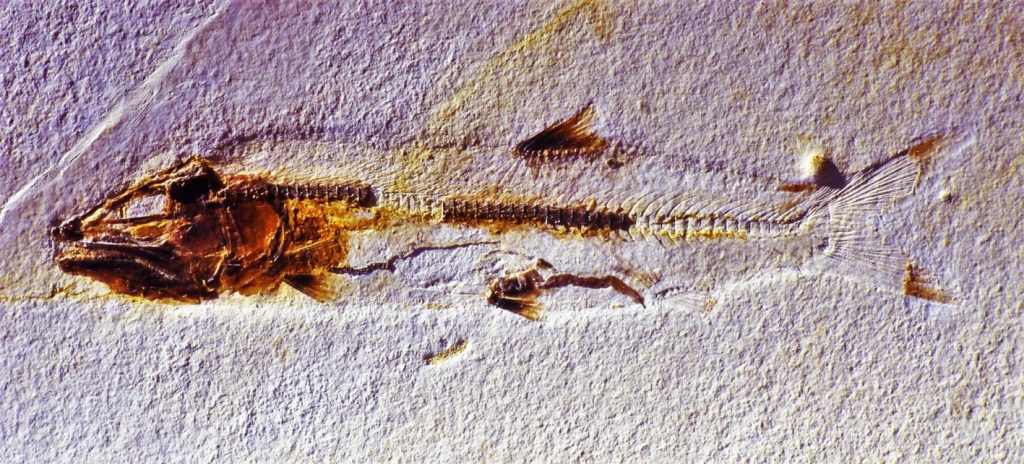 Extrem seltener Fisch Bavarichthys incognitus; Holotypus, Ettling