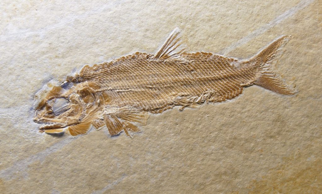Fisch Schernfeldfuro uweelleri, Holotypus, Eichstätt