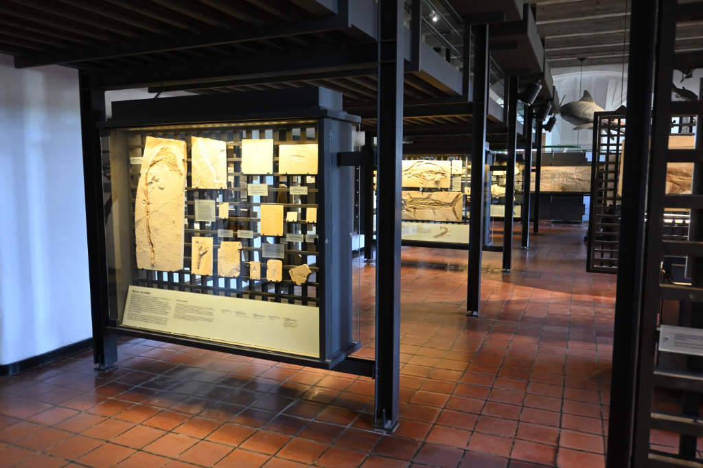 Museumssaal